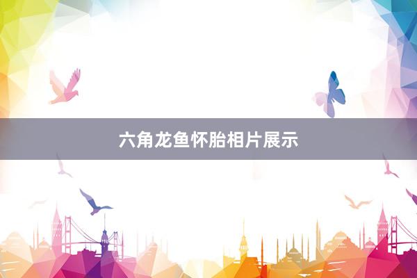 六角龙鱼怀胎相片展示